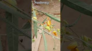 Sunhemp scientific name Crotalaria juncea  sanai botany shorts [upl. by Jeanne]