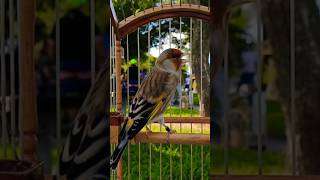 Exotic Birds for pets  Jilguero Mixto  Carduelis stimulate  European Goldfinch Mix song  ‎الحسون [upl. by Sukramed383]