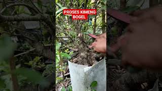 PROSES KIMENG BOGEL bonsai bonsaikimeng bonsaiindonesia kimeng bonsaitree bonsai bonsaii [upl. by Loredo784]