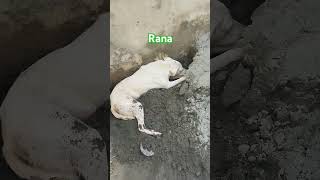 My Rana dog 🐕funnyanimals dog doglover youtubeshorts varilvideo [upl. by Bartram]