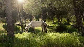 AMAZING HORSES  NATURE WITH RELAXING BACKGROUND MUSIC [upl. by Tedman240]