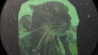 exclusive deepsea catfish footage released [upl. by Jt]