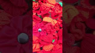 SALISBURY 2024  REMEMBRANCE POPPY DISPLAY BRAEMER LODGE [upl. by Helli]