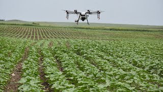 Edirnede tarlalar drone ile ilaçlanıyor [upl. by Leis]