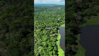 Why Everyone Loves The Amazon Rainforest 🌿 [upl. by Adilen]