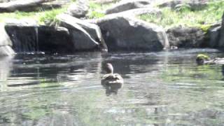 New York City Bronx zoo tigers vs duck [upl. by Araccat497]