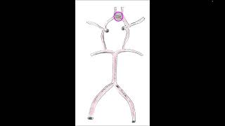Arterial Blood Supply To Brain [upl. by Grew428]