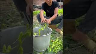 simple tool for threshing green soybeans shorts [upl. by Chilson]