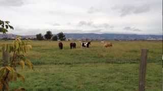 Teaching Horses to Accept Gun Fire Shooting Guns Lecture Sacking Out Rick Gore Horsemanship [upl. by Peedus]