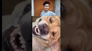 🐶आप भी कुत्ते🦴 से प्यार करते हो to wait for end 😃 funny comedy fun viral [upl. by Dorcia]