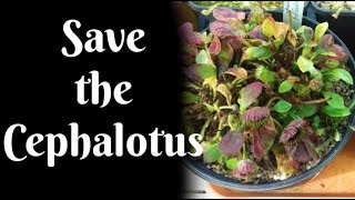 Save the Cephalotus [upl. by Ahsinac]