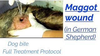 MAGGOT Wound  in German Shepherd  Dog bite case  full treatment protocol [upl. by Emma]