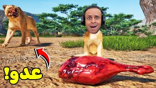 دوره حياه الأسد ملك الغابة  Animalia Survival  🦁🔥 [upl. by Emile]