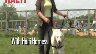 HALTI TRAINING LEAD Company of Animals [upl. by Kafka]