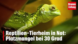 ReptilienTierheim in Not Platzmangel bei 30 Grad  kronetv NEWS [upl. by Oirasor]