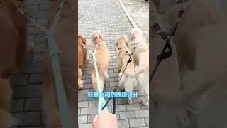 A family with many pets is so lucky to have this antientanglement doubleended leash Cute pet [upl. by Sheeran]