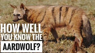 Aardwolf  Description Characteristics and Facts [upl. by Ringsmuth]