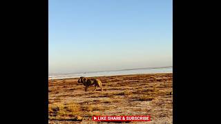 🦁 Amboseli national Park🇰🇪lion shorts shortsfeed viralshort shots naturewildlife ytshorts [upl. by Adleremse]