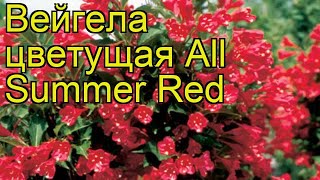 Вейгела цветущая Олл Саммер Ред Краткий обзор описание weigela florida All Summer Red [upl. by Rudolfo]