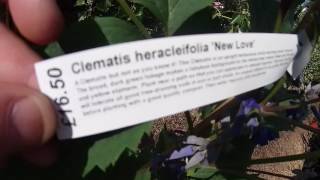 Clematis New Love at Big Plant Nursery in West Sussex UK [upl. by Shirberg68]