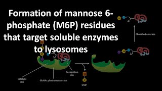 Formation of mannose 6 phoshate or M6P residues that target soluble enzymes to lysosomes [upl. by Ellenid106]