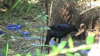 Courtship display of the Satin Bowerbird [upl. by Chandra]