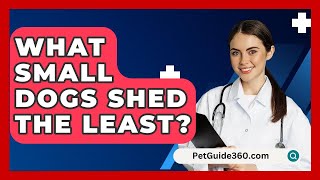 What Small Dogs Shed The Least  PetGuide360com [upl. by Nicki]