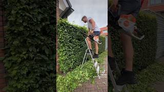 Carpinus hedge trim with Stihl HSA100 via poelonline stihl hovenier hedgetrimming howto [upl. by Kroy]