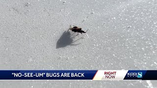 Tiny bugs pack a big punch Noseeums are back and are as annoying as ever for Iowans [upl. by Atnuahsal]