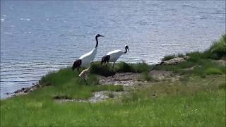 Family of Redcrowned crane [upl. by Elleniad482]