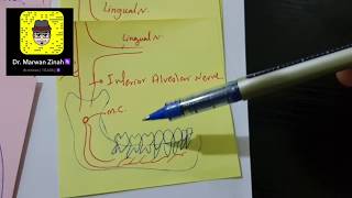 trigeminal nerve and branches [upl. by Allegra]