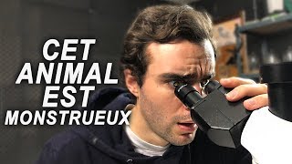 CET ANIMAL EST MONSTRUEUX [upl. by Broddy]