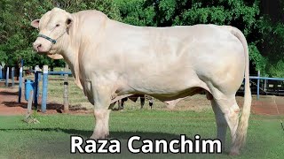 Raza de ganado Canchim La Fusión Genética que Rompió Barreras en la Producción de Carne Tropical [upl. by Frankie]