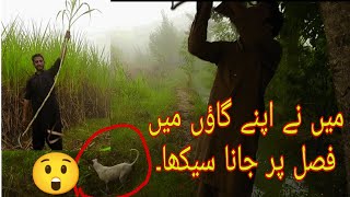 میں نے اپنے گاؤں میں فصل پر جانا سیکھا۔ banda vella [upl. by Bridge336]