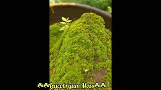 Leucobryum glaucum  Pincushion Moss 🍀🍀 Leucobryum Moss  Tansa Reserve Forest [upl. by Aicilra]