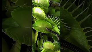 What ⁉️ happened with Oatoiulus moreleti inside Venus flytrapDionaea muscipula [upl. by Ativak]