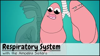 Respiratory System [upl. by Fleur]