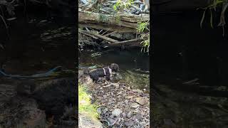 In her camping era camping puppy dog cutedog cutepuppy dogvideo happydog campingwithdogs [upl. by Alton76]