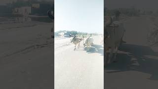 ڍڳي گاڏي Bull cart bullcart bullcartvideos amanullahjamali سنڌ جا جانور [upl. by Tolman]