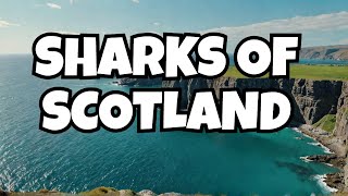 SCOTLANDS SHARKS  A drone film  Relaxing Music  DJI 4k [upl. by Cedar]