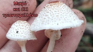 Επικίνδυνο Lepiota cristata [upl. by Lemhaj]