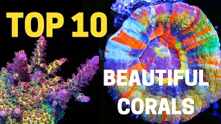 Top 10 most beautiful corals in the reefing hobby [upl. by Wildon127]