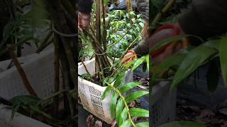 great ideas how to propagation dendrobium nobile plants short plants [upl. by Nirro880]