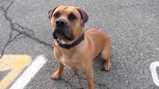 South African Boerboel KENO  Playing  Obedience  male mastiff [upl. by Yaeger]