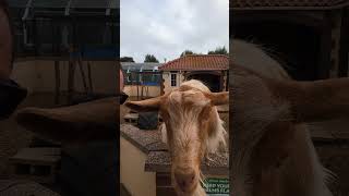 When in Skegness come and say hello to the goats in the seal sanctuary goat skegness [upl. by Letsirk26]