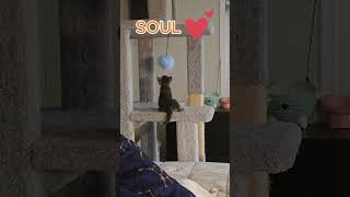 너무도 깜찍한 아깽이  an adorable kitten vlog cat cuteanimals kitten foster fosterkitten canada YEG [upl. by Barrett782]