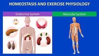 Homeostasis and Exercise Physiology [upl. by Siramed]