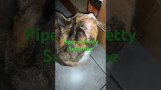 Piper is Pretty Subscribe piper cat kitty [upl. by Vonny]