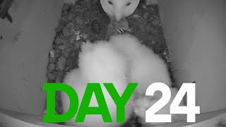 Day 24 Barn Owls 2024 [upl. by Eiramanig]