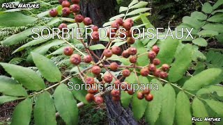 Sorbier des oiseaux [upl. by Abisha]